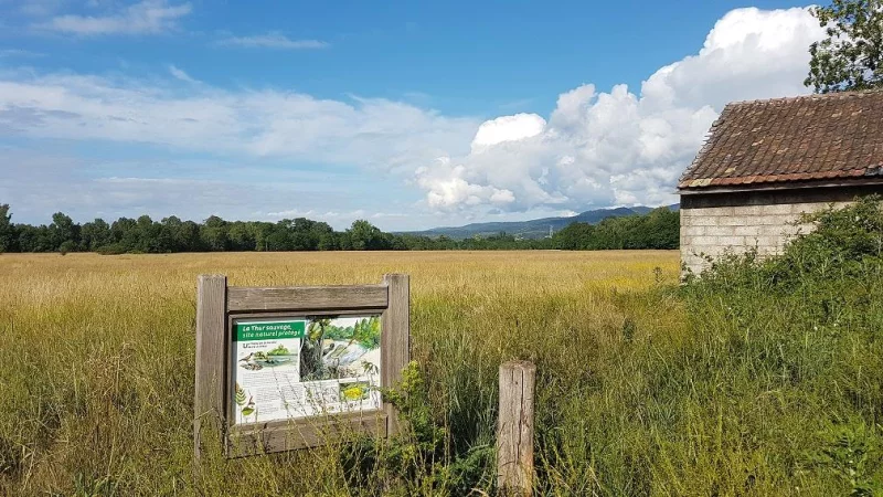 La Thur sauvage