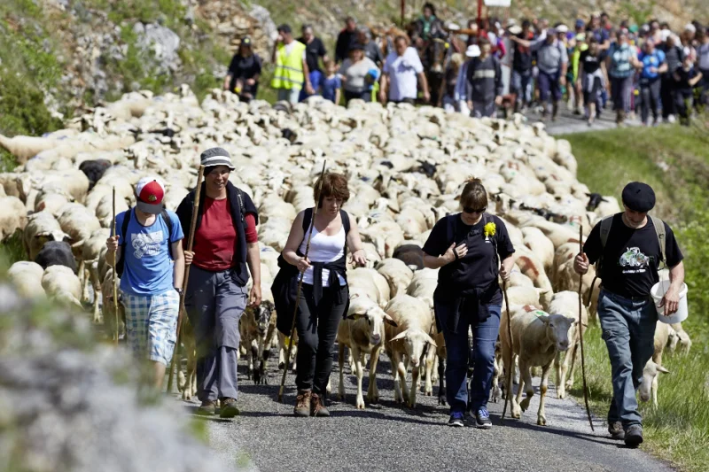 Transhumance Rocamadour- Luzech : étape Crayssac - Luzech