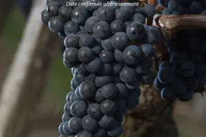 Atelier Vendanges au Château Haut Chaigneau