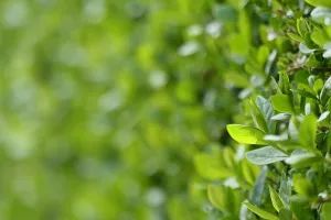 Les haies dans le paysage d'Exoudun