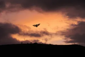 L'ABC DU HAUT-MINERVOIS - ANIMATIONS SUR LES CHIROPTÈRES