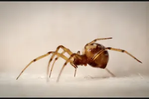 Exposition “Un monde à soie”