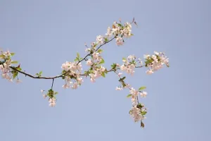 Atelier création d'une branche de cerisier en peinture