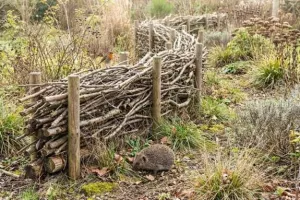 Création participative d'une haie sèche