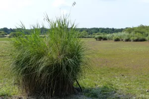 Promenade insolite sur un étang sans eau