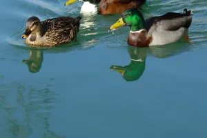 Visite guidée : Les animaux dans la ville !