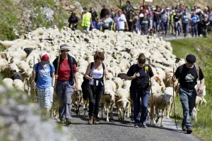 Transhumance Rocamadour- Luzech : étape Crayssac - Luzech