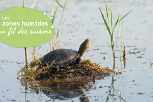 Des tortues dans le marais
