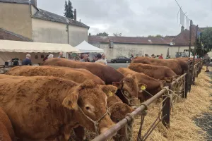 Foire bovine