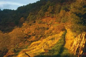 Sortie randonnée pédestre : La Terrisse