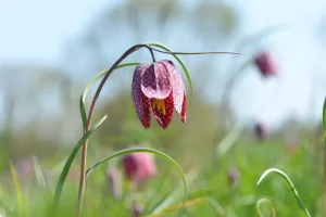 Balade naturaliste : camaïeu floral