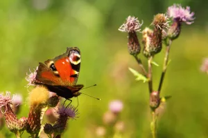 Jardiner au naturel à la vacherie (blanquefort)