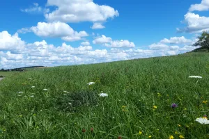 Balade autour des plantes