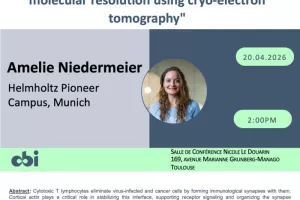 Amelie Niedermeier - Visualizing the immunological synapse at molecular resolution using cryo-electron tomography